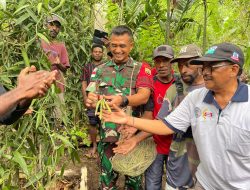 Dansatgas Yonif 122/TS Bersama Kelompok Tani Laksanakan Budidaya Serta Tanam Bibit Vanili